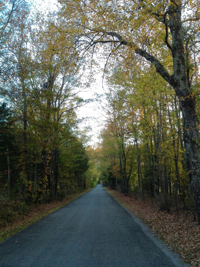 country road in the fall