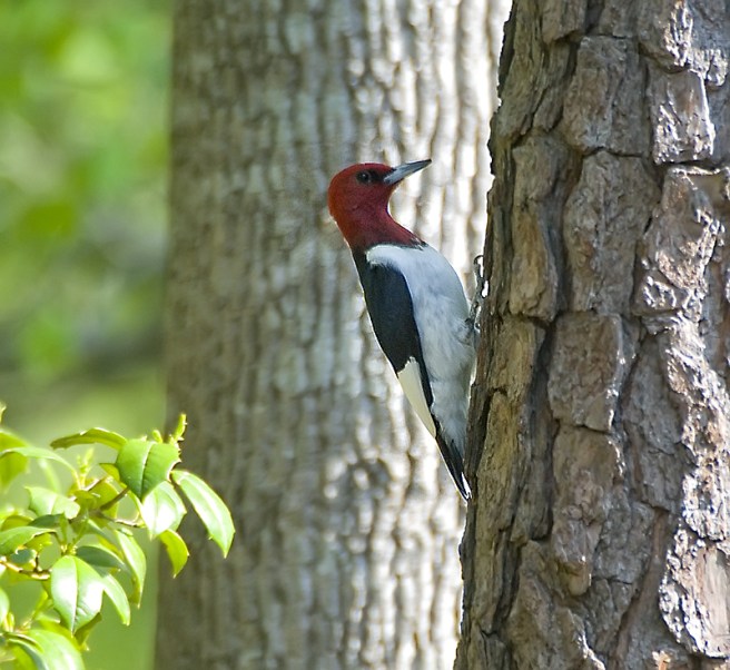 Red Headed Woodpecker