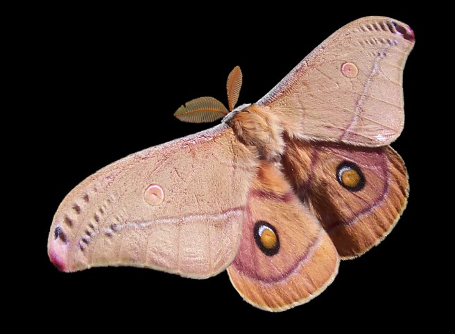 Emperor_Gum_Moth